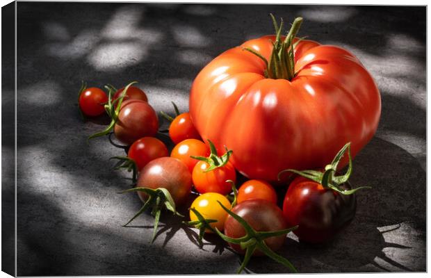 Still life tomatoes over dark background Canvas Print by Laurent Renault