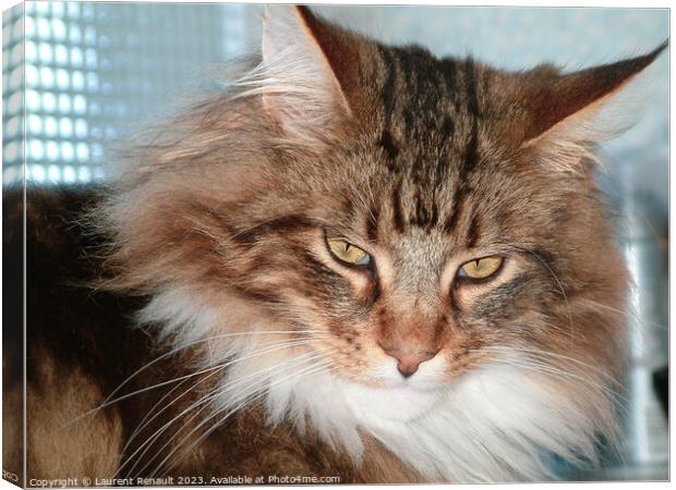 Maine Coon cat close-up Indoors Canvas Print by Laurent Renault
