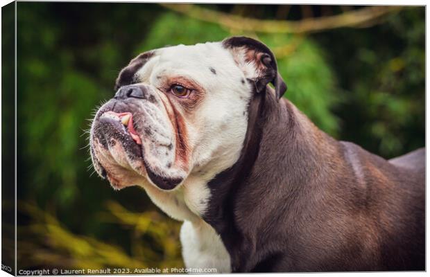 Old English bulldog in nature Canvas Print by Laurent Renault
