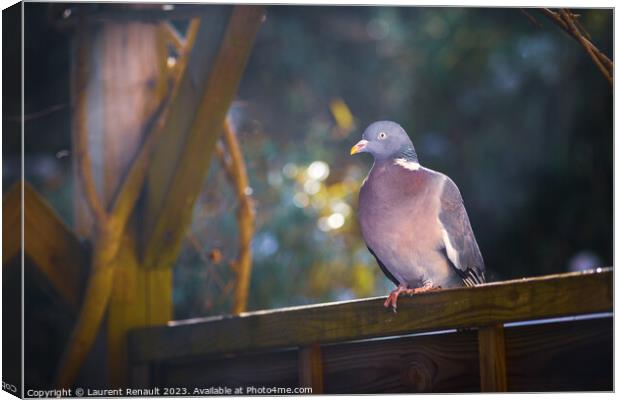 Wood pigeon perching on a fence in the garden Canvas Print by Laurent Renault