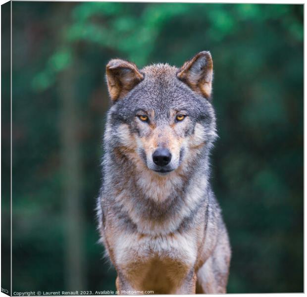 Grey wolf (Canis Lupus) looking straight in the forest Canvas Print by Laurent Renault