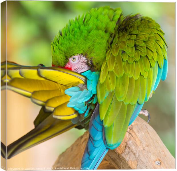 Military macaw (Ara militaris) in a strange position Canvas Print by Laurent Renault