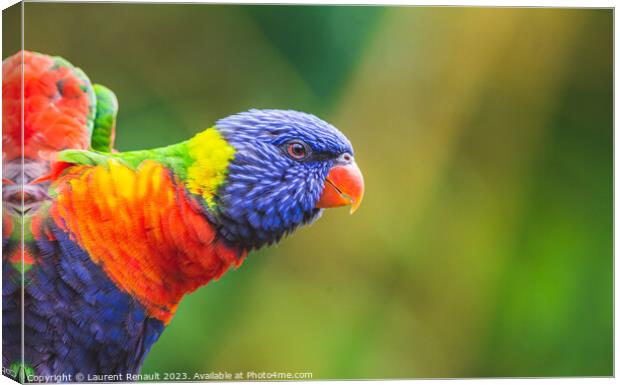 Rainbow Lorikeet parrot (Trichoglossus moluccanus) Canvas Print by Laurent Renault