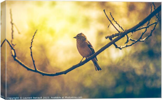 Sparrow bird perched on tree branch. Real photography Canvas Print by Laurent Renault