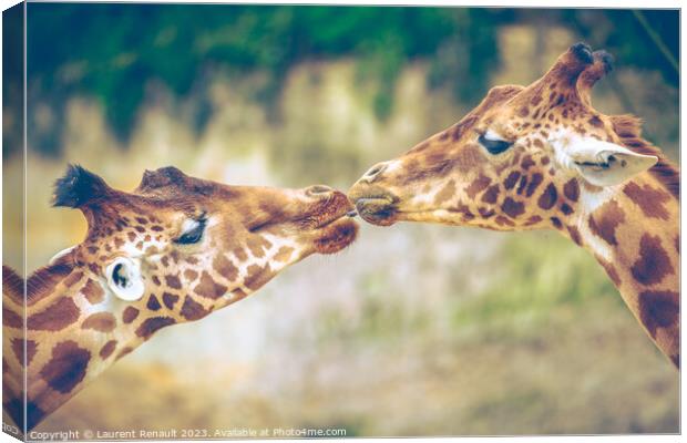 Gorgeous Giraffes mouth-to-mouth like kissing. Real photography Canvas Print by Laurent Renault