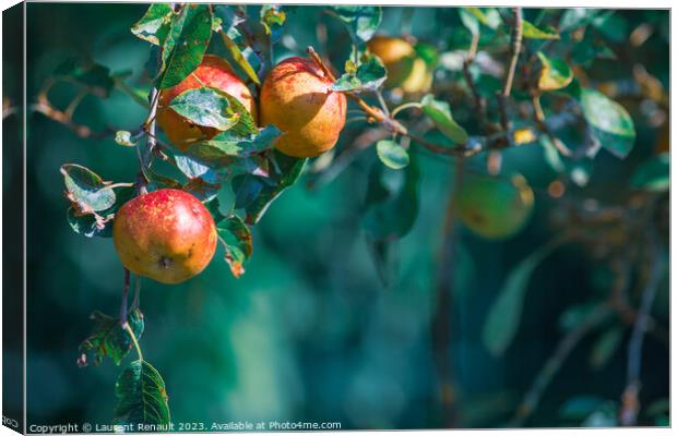 Ripe apples on in apple tree with a blurry background, real phot Canvas Print by Laurent Renault