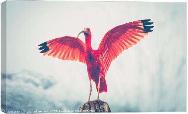 Majestic red bird, Scarlet Ibis Eudocimus ruber, outstretched re Canvas Print by Laurent Renault