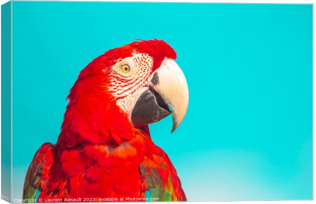 Red Scarlet macaw bird over blue background Canvas Print by Laurent Renault