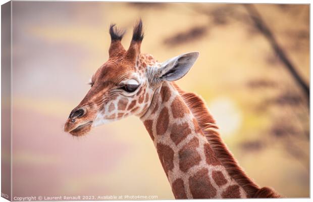Baby giraffe against the sunset. Photography taken in France Canvas Print by Laurent Renault