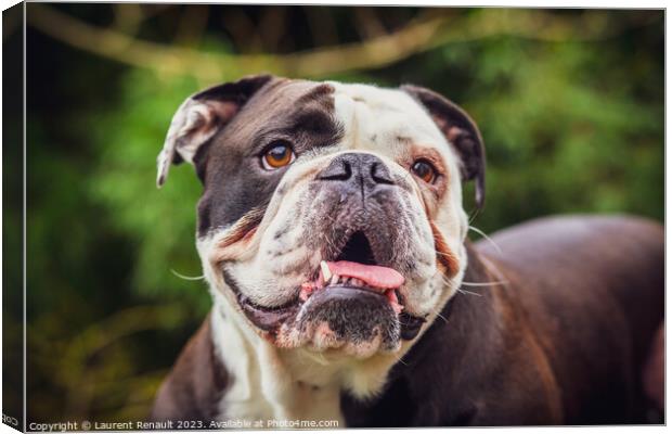 Olde English Bulldogge showing off his tongue. Photography taken Canvas Print by Laurent Renault