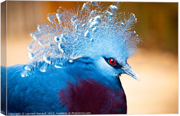 Victoria crowned-pigeon exotic bird. Photography taken in France Canvas Print by Laurent Renault