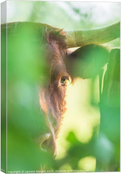 Red Salers cow observing through enlighted foliage, vertical pho Canvas Print by Laurent Renault