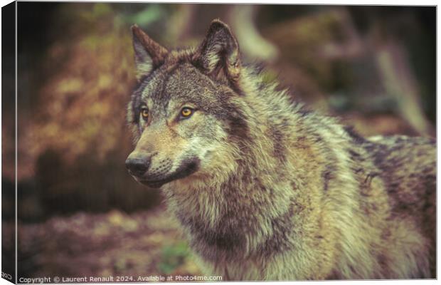 Grey wolf prowling in the forest Canvas Print by Laurent Renault