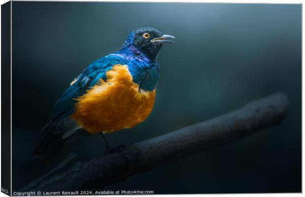Superb starling perched on dead branch Canvas Print by Laurent Renault