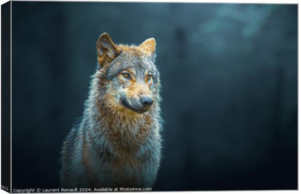 Gray wolf also known as timber wolf, isolated in the forest Canvas Print by Laurent Renault