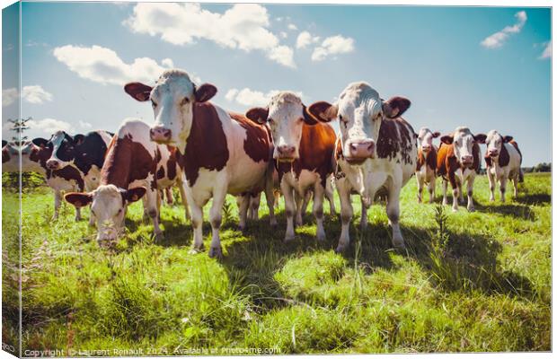 Group of cows in the green pasture Canvas Print by Laurent Renault