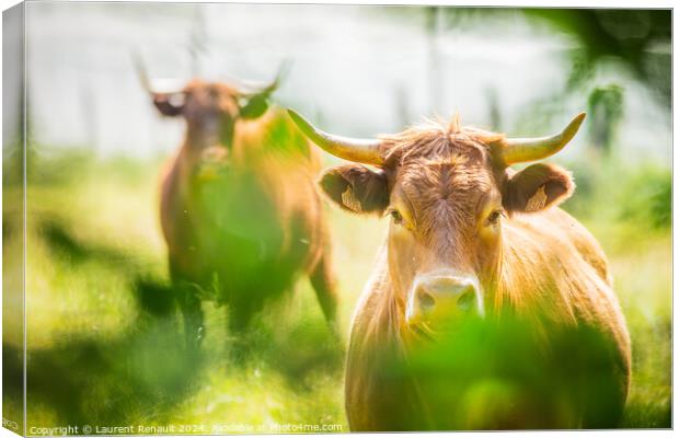 Two Salers cows cattle photographed in the nature Canvas Print by Laurent Renault
