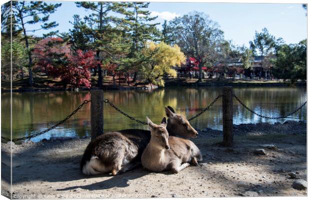 Japanese deer playing at Nara Park with red maple leaves tree on Canvas Print by Yann Tang