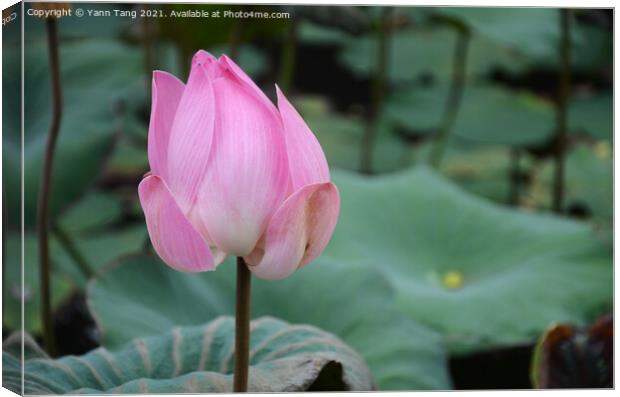 Bud of lotus flower in a pond Canvas Print by Yann Tang
