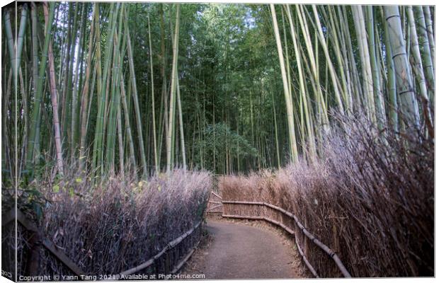 Arashiyama Bamboo Forest famous place in Kyoto Canvas Print by Yann Tang