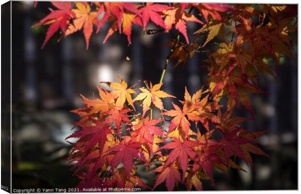 Maple leaves on tree with sunlight in autumn season Canvas Print by Yann Tang