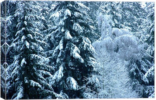 Snow Trees  Canvas Print by Robert Gillespie