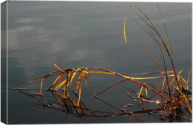 Bowing Reeds  Canvas Print by Robert Gillespie