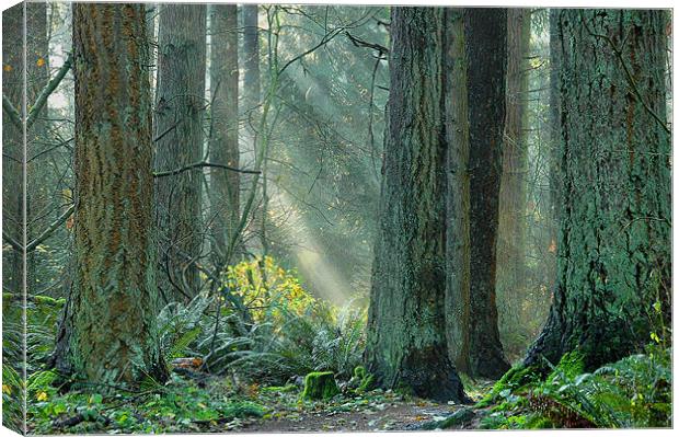 Suns Rays Canvas Print by Robert Gillespie