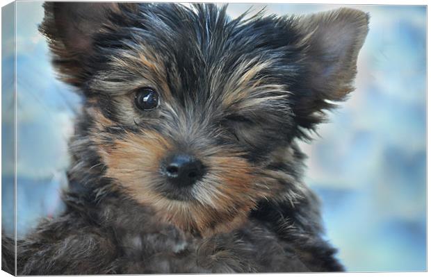 Winking at You Canvas Print by Robert Gillespie