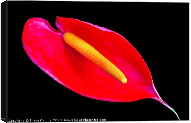 Anthurium Andraeanum, Flamingo Flower Canvas Print by Shaun Carling