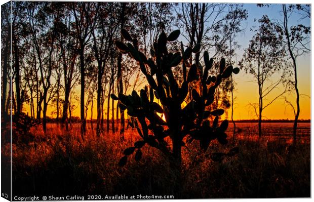 Prickly Pear Sunset Canvas Print by Shaun Carling