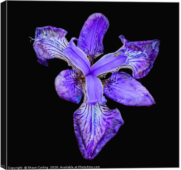 The Blue Iris Canvas Print by Shaun Carling