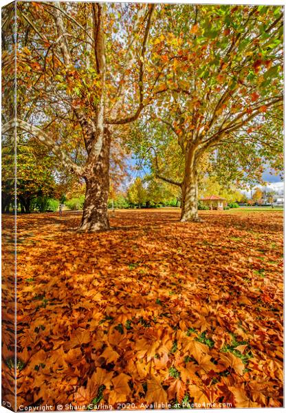 Glen Innes In Autumn Canvas Print by Shaun Carling