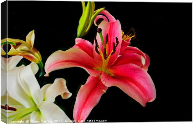 Asiatic Lilies Canvas Print by Shaun Carling