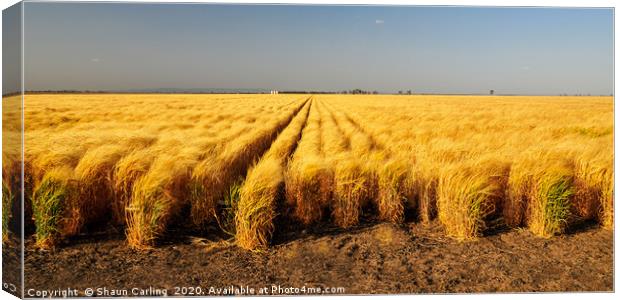Wheat Fields On The Darling Downs Canvas Print by Shaun Carling