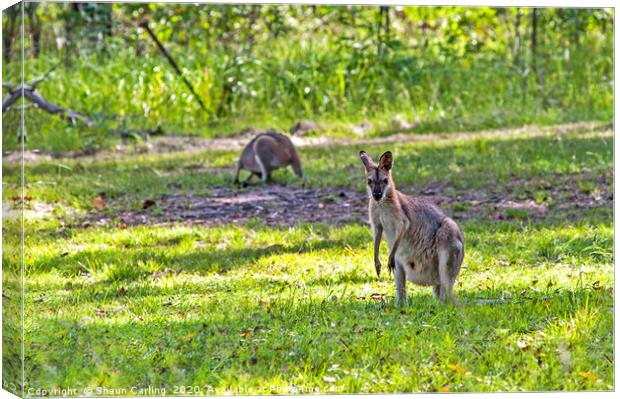 Kangaroo Hollow Canvas Print by Shaun Carling