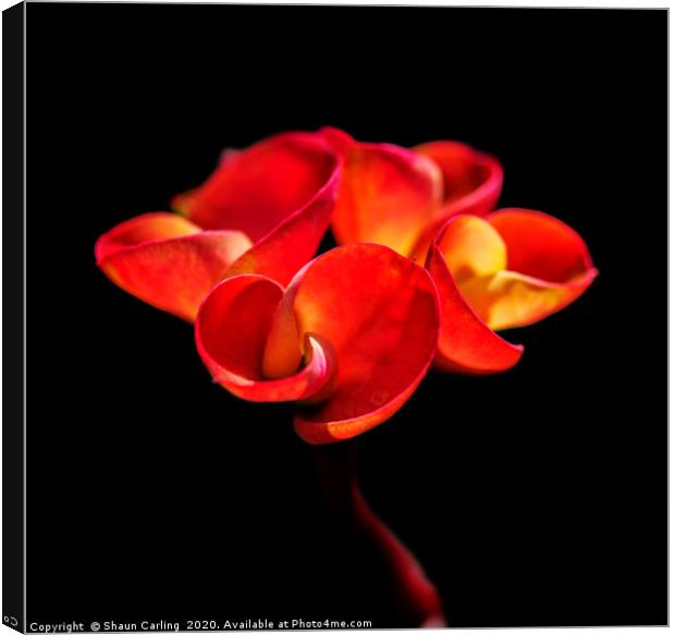 Red Flower Canvas Print by Shaun Carling
