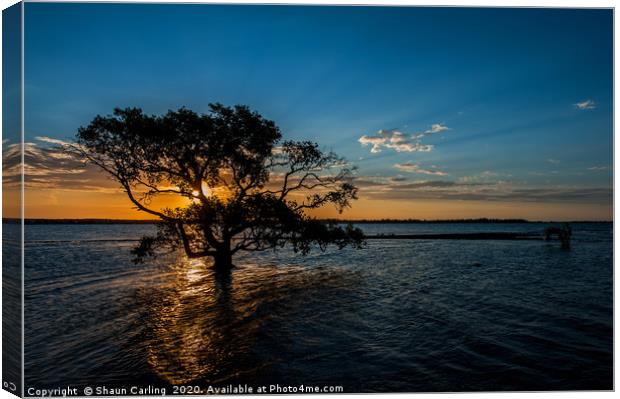 Sunset Over The Mangroves Canvas Print by Shaun Carling