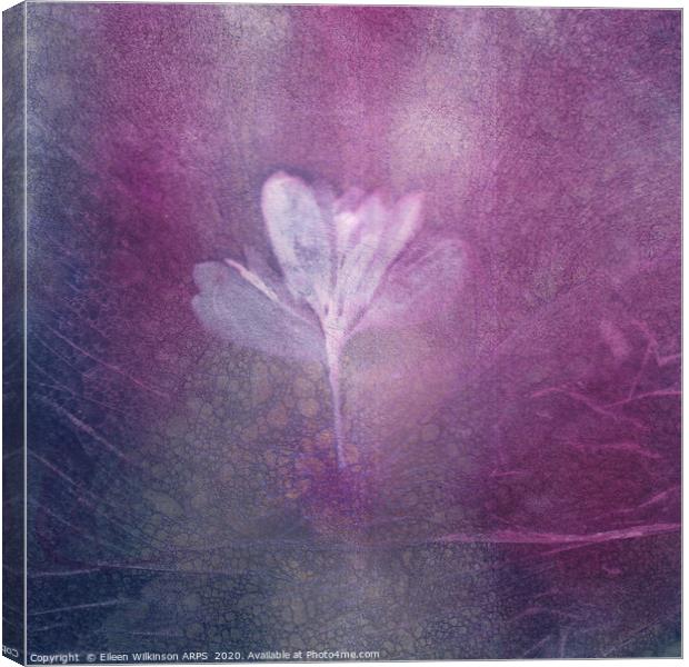 Crocus Sunprint Canvas Print by Eileen Wilkinson ARPS EFIAP