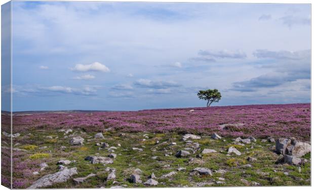 The Tree on the Moor Canvas Print by Eileen Wilkinson ARPS EFIAP