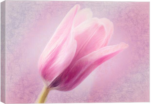 Pink Tulip Canvas Print by Eileen Wilkinson ARPS EFIAP