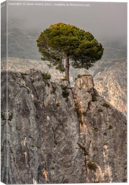 A lone pine tree, El Castell de Guadalest, Costa Blanca, Spain Canvas Print by Navin Mistry