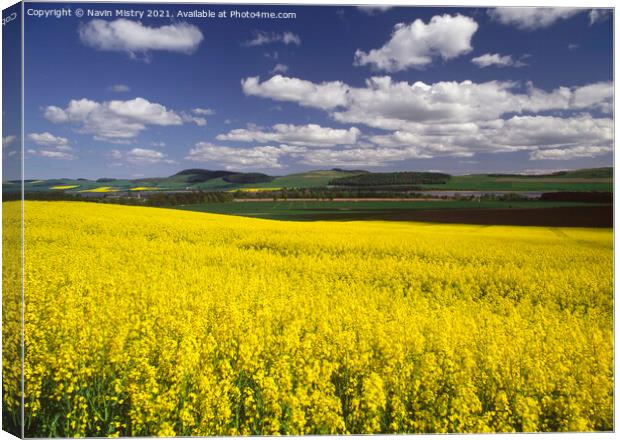 A field of Yellow Rapeseed Oil crop, Perthshire Canvas Print by Navin Mistry