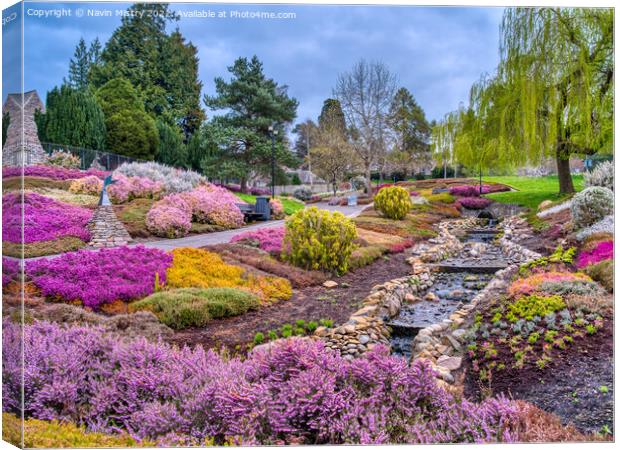 The Heather Collection, Rodney Gardens, Perth  Canvas Print by Navin Mistry