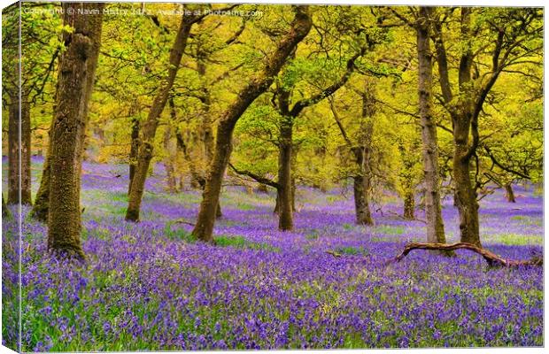 Bluebell Woods, Perthshire, Scotland Canvas Print by Navin Mistry