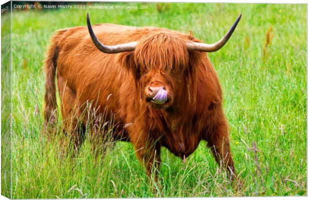 A highland cow sticks out its tongue ! Canvas Print by Navin Mistry