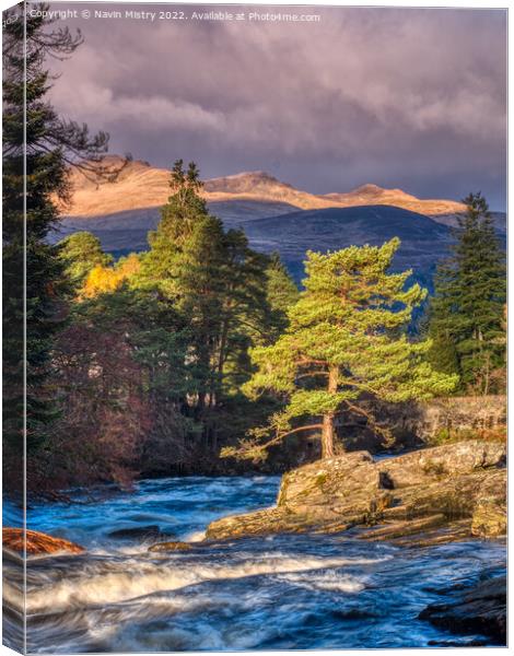 A lone Scots Pine Tree   Canvas Print by Navin Mistry