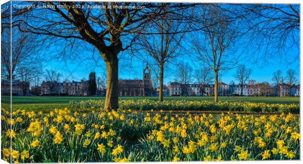 Spring Daffodils South Inch Park, Perth Canvas Print by Navin Mistry