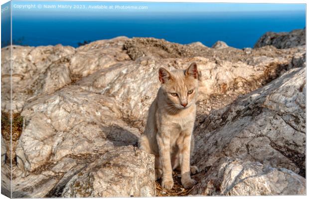 A feral cat near the summit of Penon de Ifac, Calpe Canvas Print by Navin Mistry
