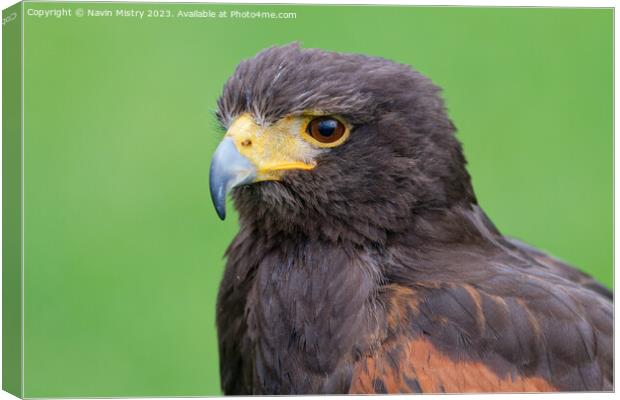 A close up of a Harris Hawk Canvas Print by Navin Mistry